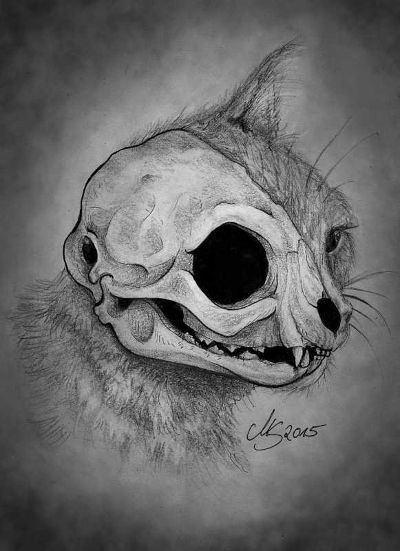 cat_skull.jpg